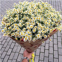 Букет из 25 веточек ромашек 