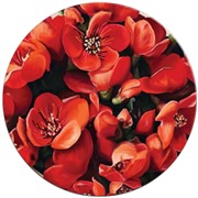 Держатель GRESSO Popsockets  Цветы №4 Айва