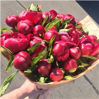 Букетиз 35 пионов