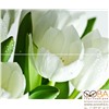 Панно Arco Verde Tulipan  (из 2-х пл.) 50x60, интернет-магазин Sportcoast.ru